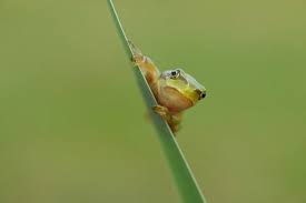 Attēlu rezultāti vaicājumam “Hyla arborea”