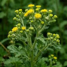 Attēlu rezultāti vaicājumam “Senecio vulgaris flower”