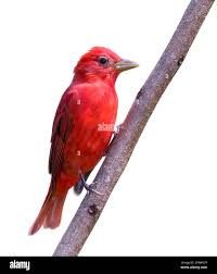 Image result for Piranga rubra