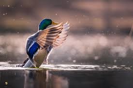 Attēlu rezultāti vaicājumam “Anas platyrhynchos male”