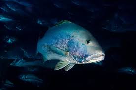 Image result for Lutjanus novemfasciatus