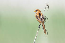 Attēlu rezultāti vaicājumam “Panurus biarmicus male”