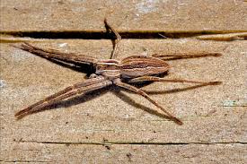 Attēlu rezultāti vaicājumam “Pisauridae”