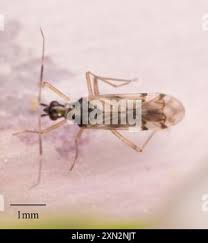 Attēlu rezultāti vaicājumam “Dicyphus sp.”