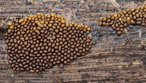 Attēlu rezultāti vaicājumam “Trichia ambigua spores”