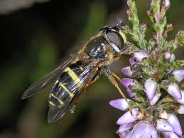 Attēlu rezultāti vaicājumam “Dasysyrphus tricinctus”