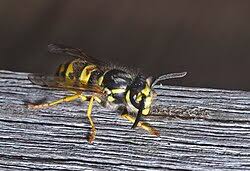 Attēlu rezultāti vaicājumam “Vespula germanica male”