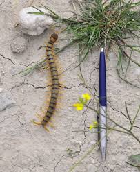 Attēlu rezultāti vaicājumam “Chilopoda”