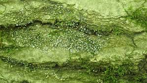 Attēlu rezultāti vaicājumam “Physarum bivalve sessile”