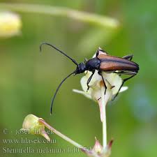 Attēlu rezultāti vaicājumam “Stenurella melanura”