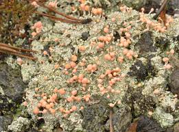 Attēlu rezultāti vaicājumam “Dibaeis baeomyces”