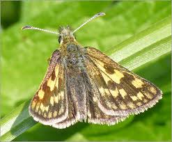 Attēlu rezultāti vaicājumam “Carterocephalus silvicolus”