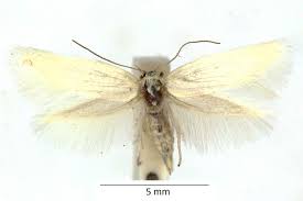 Attēlu rezultāti vaicājumam “Elachista argentella”