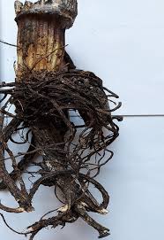 Attēlu rezultāti vaicājumam “Heracleum sosnowskyi fruit”