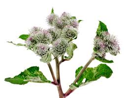Attēlu rezultāti vaicājumam “Arctium tomentosum flower”
