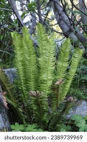 Attēlu rezultāti vaicājumam “Polystichum lonchitis”