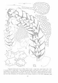 Attēlu rezultāti vaicājumam “Calypogeia sphagnicola”