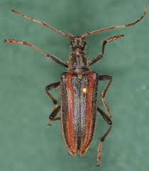 Attēlu rezultāti vaicājumam “Oxymirus cursor”