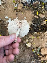 Attēlu rezultāti vaicājumam “Lentinus suavissimus”