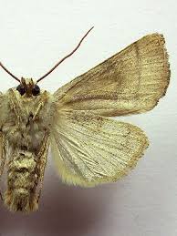 Attēlu rezultāti vaicājumam “Charanyca trigrammica”