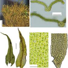 Attēlu rezultāti vaicājumam “Campyliadelphus elodes”