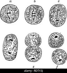 Attēlu rezultāti vaicājumam “Hemitrichia karstenii”