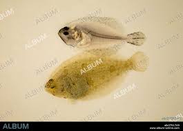 Image result for Paralichthys lethostigma