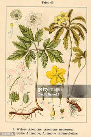 Attēlu rezultāti vaicājumam “Anemone ranunculoides leaf”