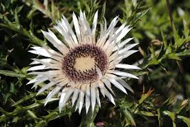 Image result for Silberdistel