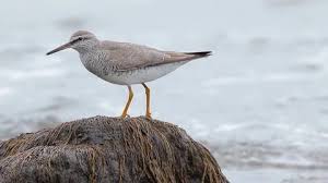 Image result for Tringa brevipes