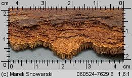 Attēlu rezultāti vaicājumam “Asterodon ferruginosus”