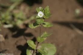Attēlu rezultāti vaicājumam “Veronica agrestis leaf”