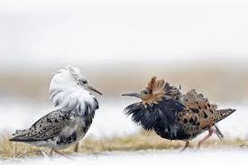 Attēlu rezultāti vaicājumam “Philomachus pugnax”