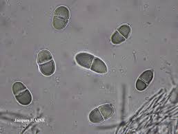 Attēlu rezultāti vaicājumam “Acrocordia gemmata”