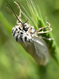 Attēlu rezultāti vaicājumam “Spiris striata”