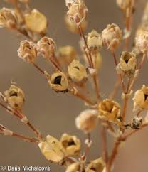 Attēlu rezultāti vaicājumam “Gypsophila fastigiata”