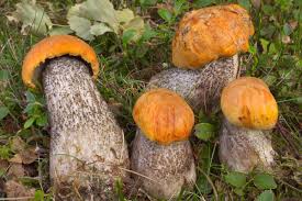 Attēlu rezultāti vaicājumam “Leccinum versipelle”