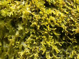 Attēlu rezultāti vaicājumam “Metzgeria violacea”