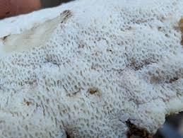 Attēlu rezultāti vaicājumam “Antrodia pulvinascens”