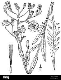 Attēlu rezultāti vaicājumam “Lactuca tatarica”