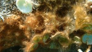 Attēlu rezultāti vaicājumam “Cyanophyta”