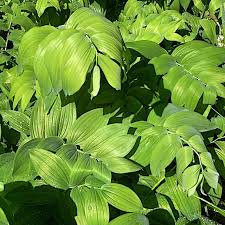 Attēlu rezultāti vaicājumam “Lophozia capitata”