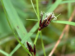 Attēlu rezultāti vaicājumam “Schoenus ferrugineus bud”