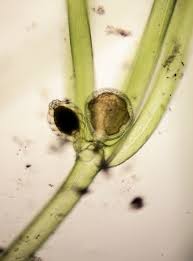 Attēlu rezultāti vaicājumam “Nitella sp.”