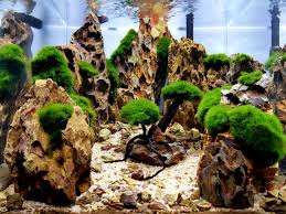 Imagini pentru Cladophora aegagropila