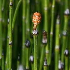 Attēlu rezultāti vaicājumam “Equisetum variegatum”