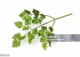 Image result for Anthriscus cerefolium