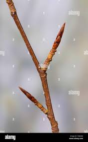 Attēlu rezultāti vaicājumam “Vicia sylvatica bud”