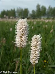 Attēlu rezultāti vaicājumam “Bistorta major”