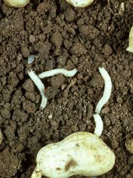 Attēlu rezultāti vaicājumam “Canephora hirsuta larva”